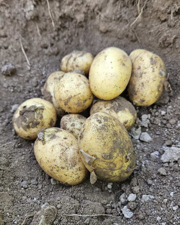 KI generiert: Familie steht auf einem Feld mit blühenden Pflanzen, Sonne scheint am Himmel.