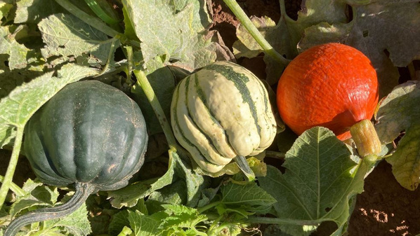 KI generiert: Das Bild zeigt drei verschiedenfarbige Kürbisse (grün, gelb/grün gestreift und orange) auf einem Feld mit grünen Blättern. Sie liegen nebeneinander auf dem Boden und sind von Pflanzenteilen umgeben.