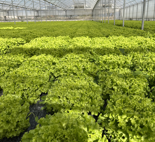 KI generiert: Ein Gewächshaus voller grüner Salatpflanzen.