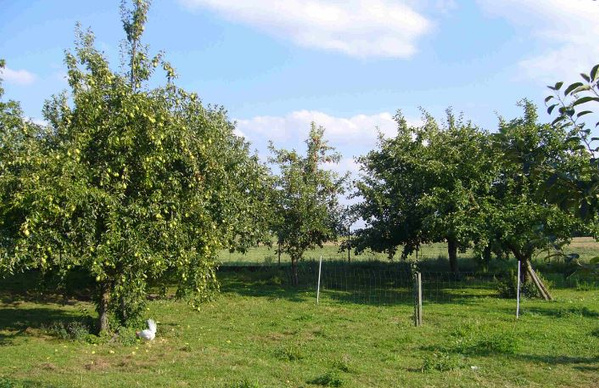 KI generiert: Obstwiese mit grünem Gras und mehreren Obstbäumen, umgeben von einem Drahtzaun. Keine Texte vorhanden.
