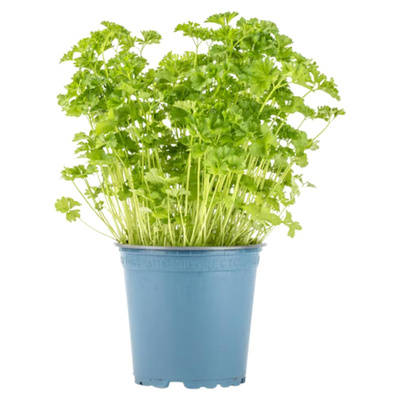 Produktfoto zu Petersilie im Topf