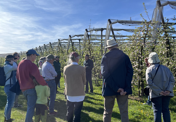 KI generiert: Eine Gruppe Menschen besichtigt eine Obstplantage bei sonnigem Wetter.