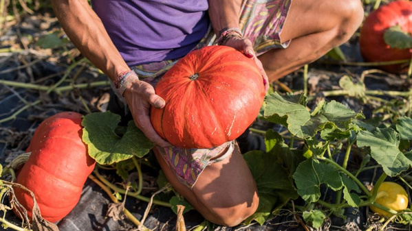 KI generiert: Das Bild zeigt drei verschiedenfarbige Kürbisse (grün, gelb/grün gestreift und orange) auf einem Feld mit grünen Blättern. Sie liegen nebeneinander auf dem Boden und sind von Pflanzenteilen umgeben.
