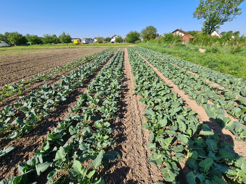 KI generiert: Reihen von Kohlfeldern an einem sonnigen Tag. Im Hintergrund sind Gebäude und Bäume.