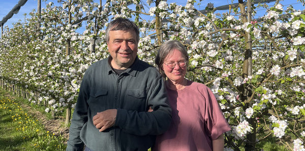 KI generiert: Ein Paar steht vor blühenden Bäumen in einer Obstplantage unter blauem Himmel.