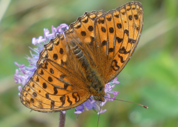KI generiert: Ein orange-braun gemusterter Schmetterling auf einer violetten Blume.