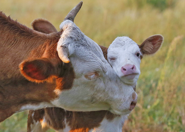 KI generiert: Eine Kuh leckt ein Kalb auf einer grünen Wiese.