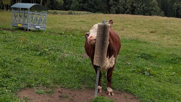 KI generiert: Eine Kuh reibt sich an einer Bürste auf einer Wiese.