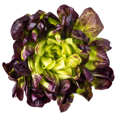 Produktfoto zu Kopfsalat rot