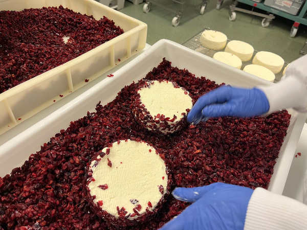 KI generiert: Weißer Käse wird mit roten Cranberries umhüllt. Handschuhe helfen dabei.