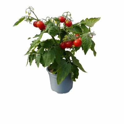 Produktfoto zu Zwergtomate