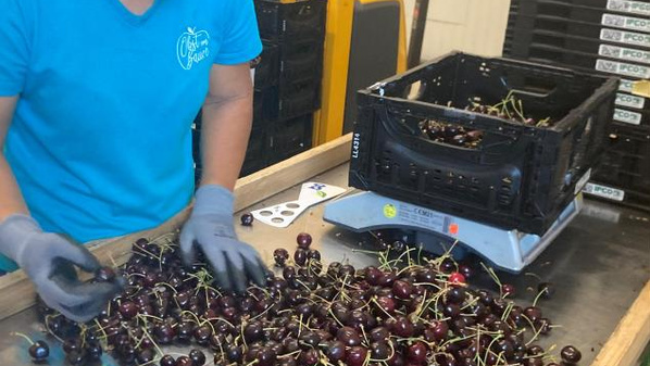KI generiert: Eine Person sortiert Kirschen in einer Verpackungsstation.