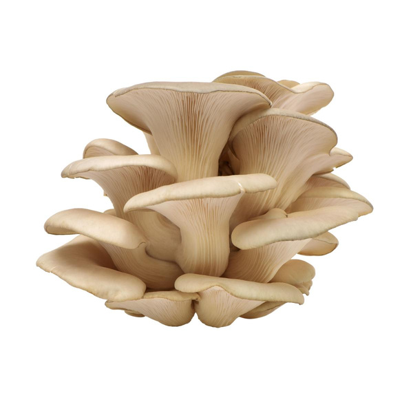 Produktfoto zu Austernpilze