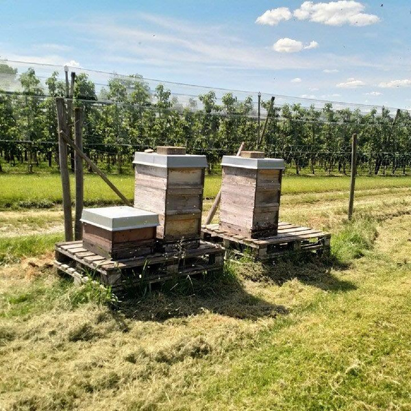 KI generiert: Bienenkästen auf Paletten in einem Obstgarten bei sonnigem Wetter. Keine Textinhalte enthalten.