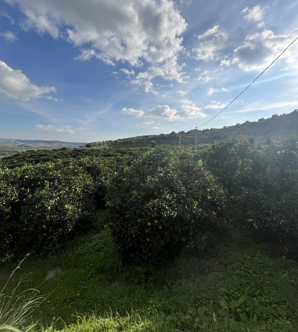 KI generiert: Ein Orangenhain unter blauem Himmel mit vereinzelten Wolken.