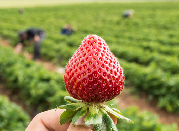KI generiert: Große Erdbeere im Vordergrund, im Hintergrund unscharfe Feldarbeiter auf einem riesigen Erdbeerfeld.