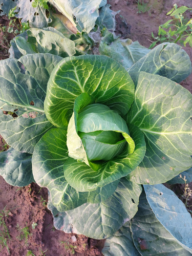 Weißkraut auf dem Feld