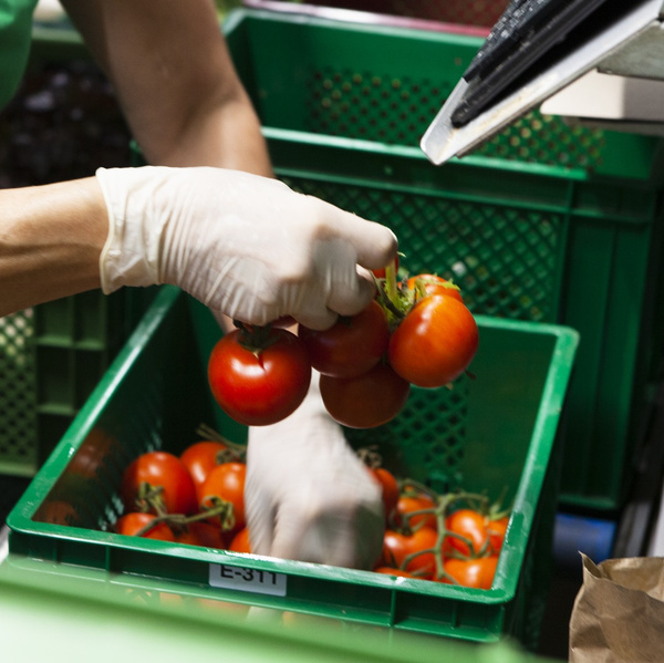 KI generiert: Person steckt Tomaten in eine grüne Kiste, trägt Handschuhe. Kiste hat ein Etikett: "E-311".