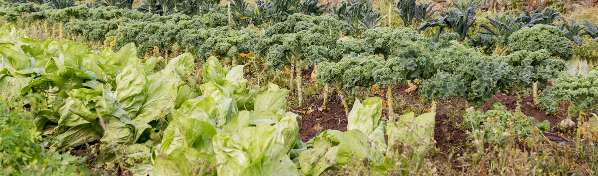 KI generiert: Reihen von grünem Kopfsalat und Grünkohl auf einem Feld.