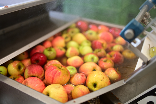 KI generiert: Äpfel werden in einer Maschine gewaschen.