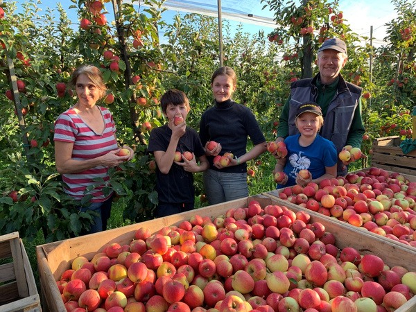 KI generiert: Eine Familie steht in einem Apfelgarten neben Kisten voller geernteter Äpfel.