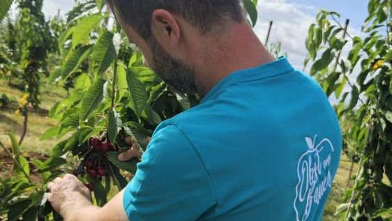 KI generiert: Eine Person pflückt Kirschen von einem Baum; Text auf dem Shirt: "Obst aus Freuen".