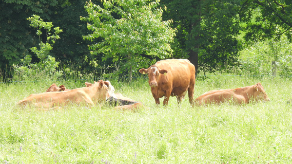 KI generiert: Mehrere Kühe ruhen sich auf einer grünen Wiese mit Bäumen im Hintergrund aus.