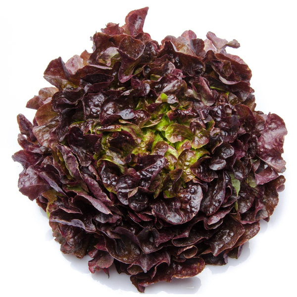 Produktfoto zu Eichblattsalat rot