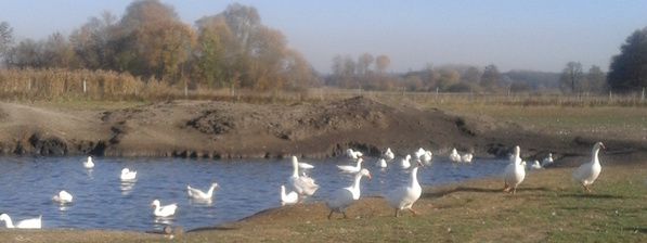 KI generiert: Weiße Gänse schwimmen in einem Teich und spazieren am Ufer in einer ländlichen Landschaft.
