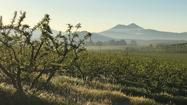 KI generiert: Obstgärten mit Bergen im Hintergrund bei Sonnenaufgang.