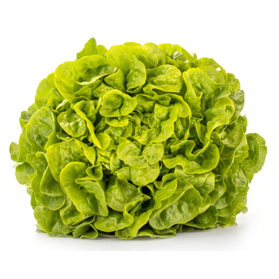 Produktfoto zu Eichblattsalat grün