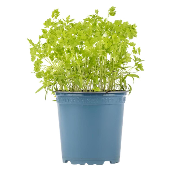 Produktfoto zu Koriander im Topf