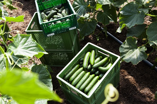 KI generiert: Grüne Kisten voller geernteter Gurken in einem Garten oder Gewächshaus.