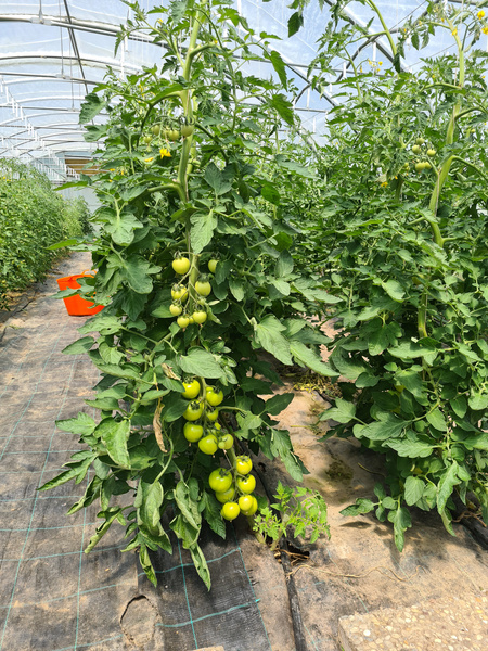 KI generiert: Tomatenpflanzen mit grünen Früchten in einem Gewächshaus.