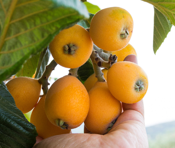 KI generiert: Eine Hand hält gelbe Früchte an einem Baum, umgeben von grünen Blättern.