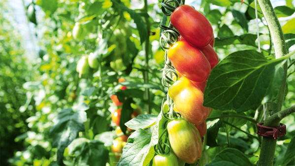 KI generiert: Reifende Tomaten in einem Gewächshaus mit grünem Laub.