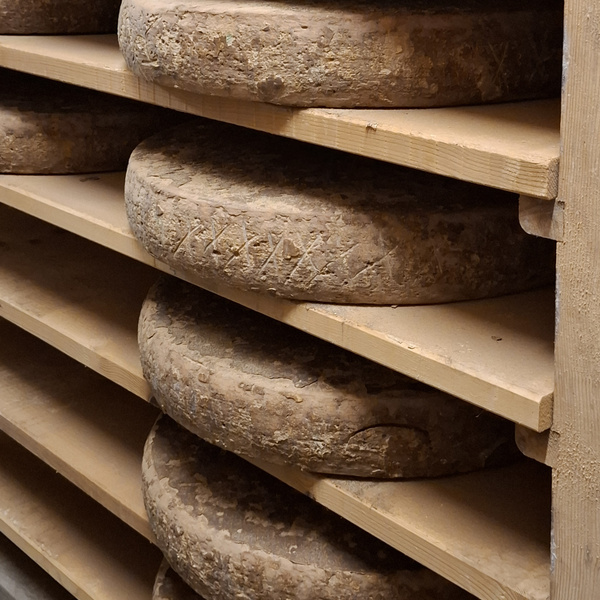 KI generiert: Käselaibe reifen auf Holzregalen in einem Lagerraum.