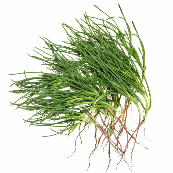 Produktfoto zu Mönchsbart Bund