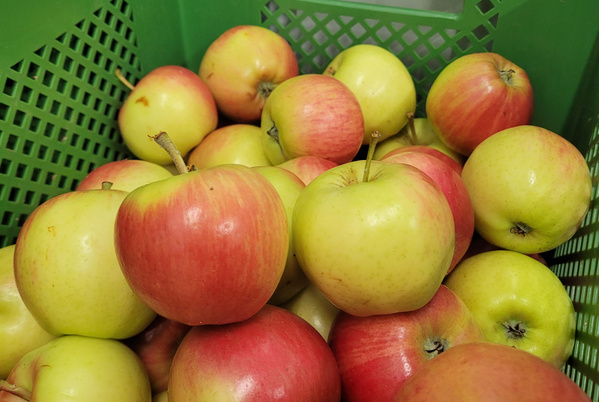 KI generiert: Rote und gelbe Äpfel in einer grünen Kiste.