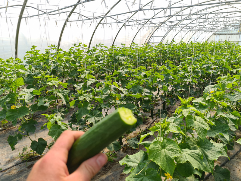 KI generiert: Ein Gewächshaus voller Gurkenpflanzen, im Vordergrund eine angeschnittene Gurke.