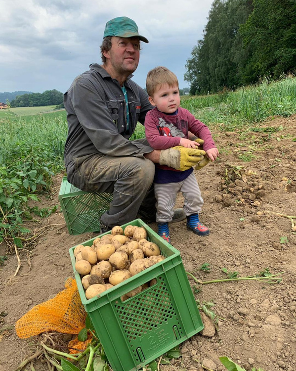 KI generiert: Ein Erwachsener und ein Kind ernten Kartoffeln auf einem Feld mit grünen Kisten.