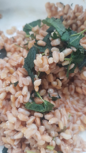 Bayerisches Risotto