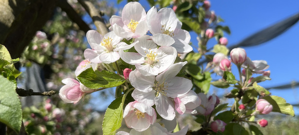 KI generiert: Nahaufnahme von blühenden weißen Blüten an einem Baum mit blauem Himmel im Hintergrund.