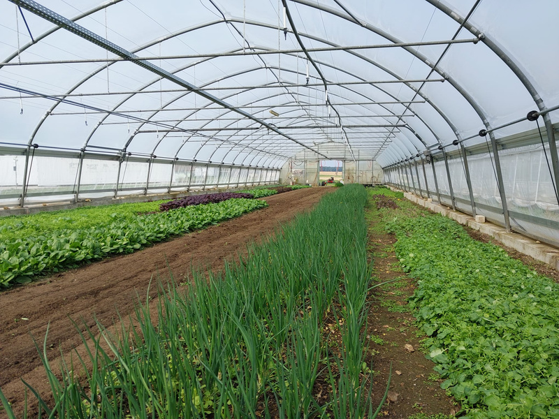 KI generiert: Ein Gewächshaus mit grünen Gemüsepflanzen in mehreren Reihen.