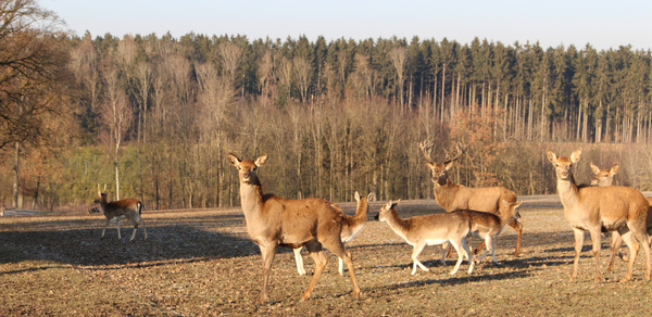 KI generiert: Herde von Hirschen und Rehen auf einer Lichtung vor einem Wald.
