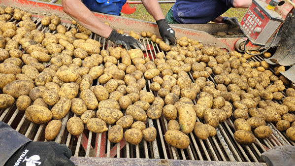 KI generiert: Kartoffeln werden von Personen mit Handschuhen auf einem Förderband sortiert.
