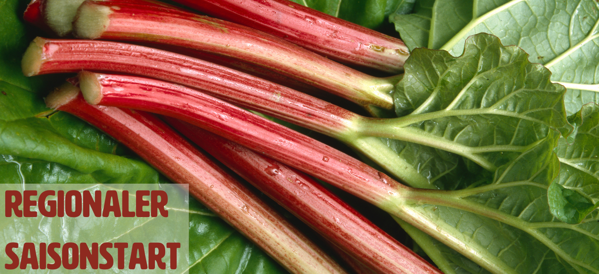 leuchtend roter Rhabarber