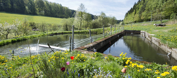 KI generiert: Teichlandschaft mit Betonstruktur, umgeben von blühenden Wiesen und Wald im Hintergrund.