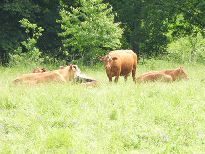 KI generiert: Das Bild zeigt eine braune Kuh auf einer grünen Wiese mit Bäumen im Hintergrund. Die Szene wirkt ländlich und friedlich.