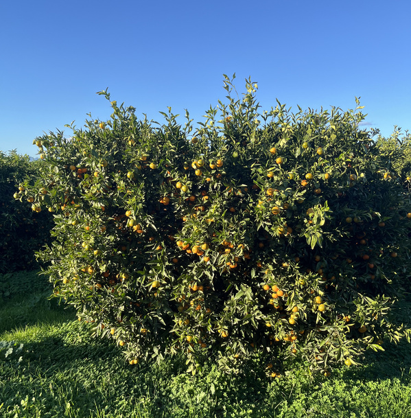KI generiert: Ein Orangenbaum voller reifer Früchte unter klarem, blauem Himmel.